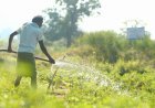 Vedanta Aluminium Enables Irrigation Across 800+ Acres in 41 Villages of Kalahandi